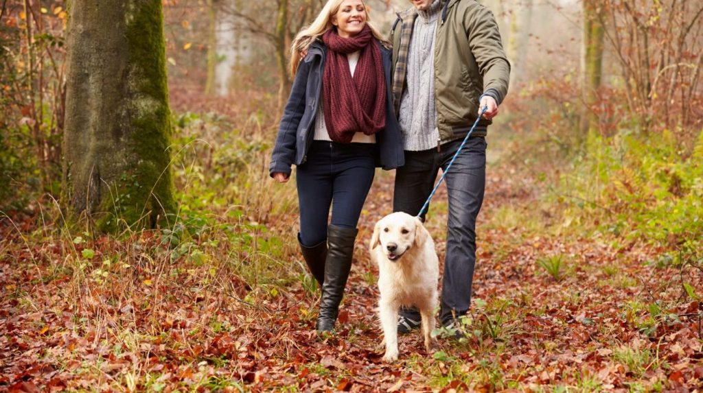 Is it legal to walk my dog without their collar and ID tag?