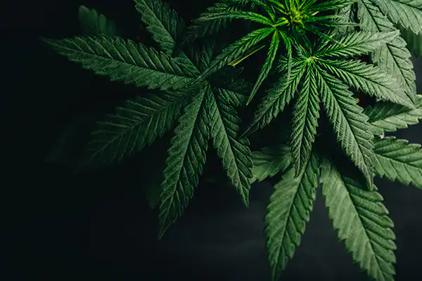 Cannabis cultivation laws