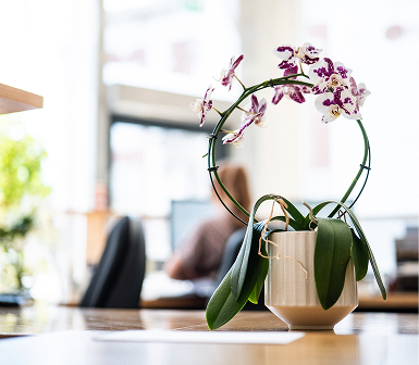 Orchid plant on a desk in a bright office