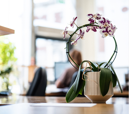 Orchid plant on a desk in a bright office
