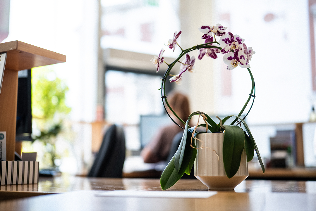 Orchid plant on a desk in a bright office