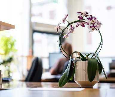 Orchid plant on a desk in a bright office